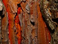 pine bark